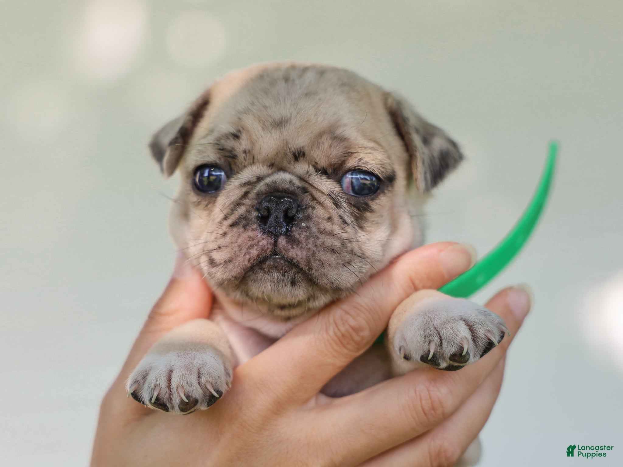 Pug dogs Antonio Purebred Pug - Ad 1