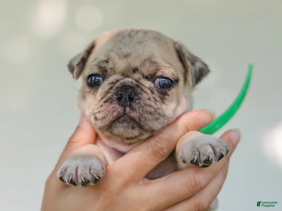 Pug dogs for sale: Antonio Purebred Pug - Ad 4