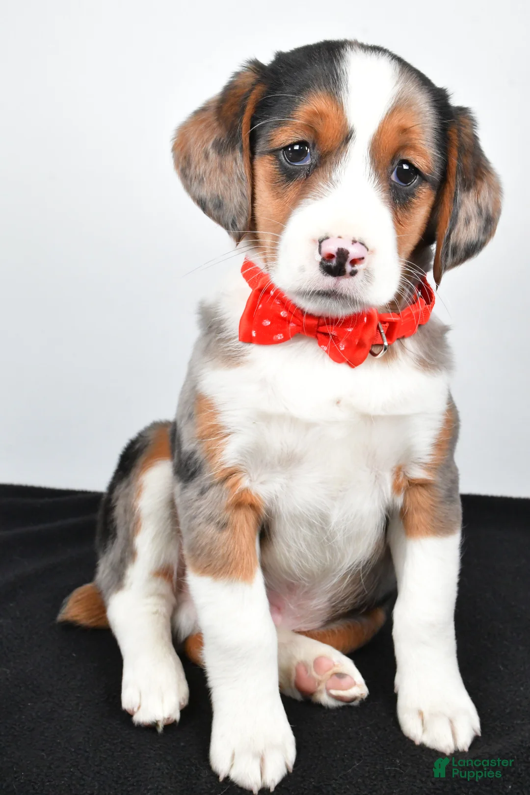 Mixed Breed dogs for sale: Timmy - Ad 4