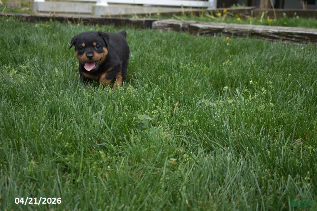 Rottweiler dogs for sale: Shadow - Ad 2