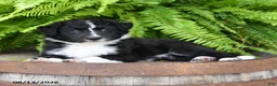 Mixed Breed dogs for sale: Jana - Ad 1