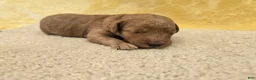 Mini Goldendoodle dogs for sale: Bo - Ad 3