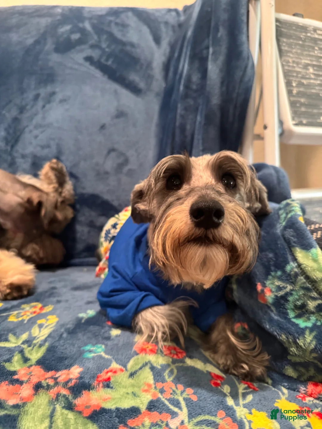 Miniature Schnauzer dogs for sale: Miniature Schnauzer Puppy 1 - Ad 9