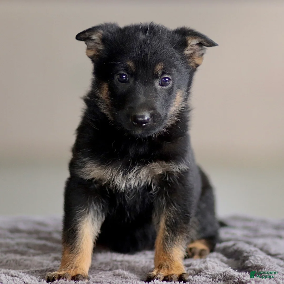German Shepherd dogs for sale: Genny - Ad 3
