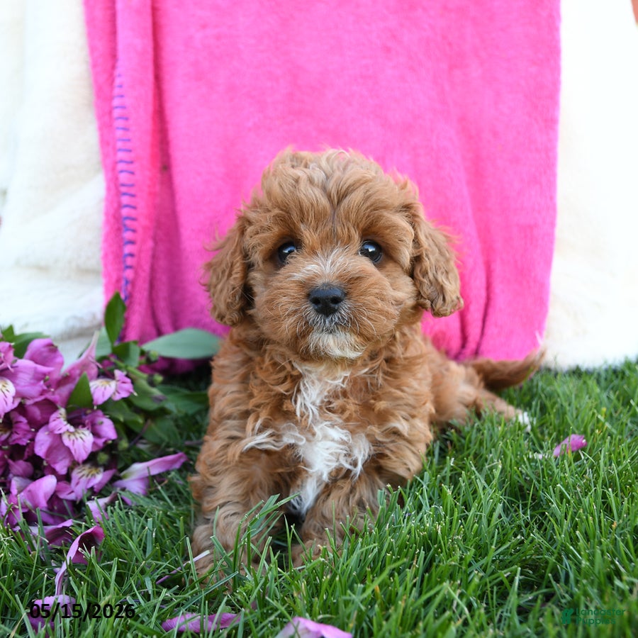 Cavapoo dogs for sale: Fancy - Ad 2