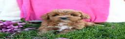 Cavapoo dogs for sale: Fancy - Ad 1