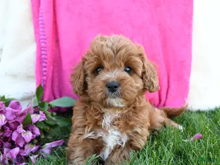 Cavapoo dogs for sale: Fancy - Ad 2