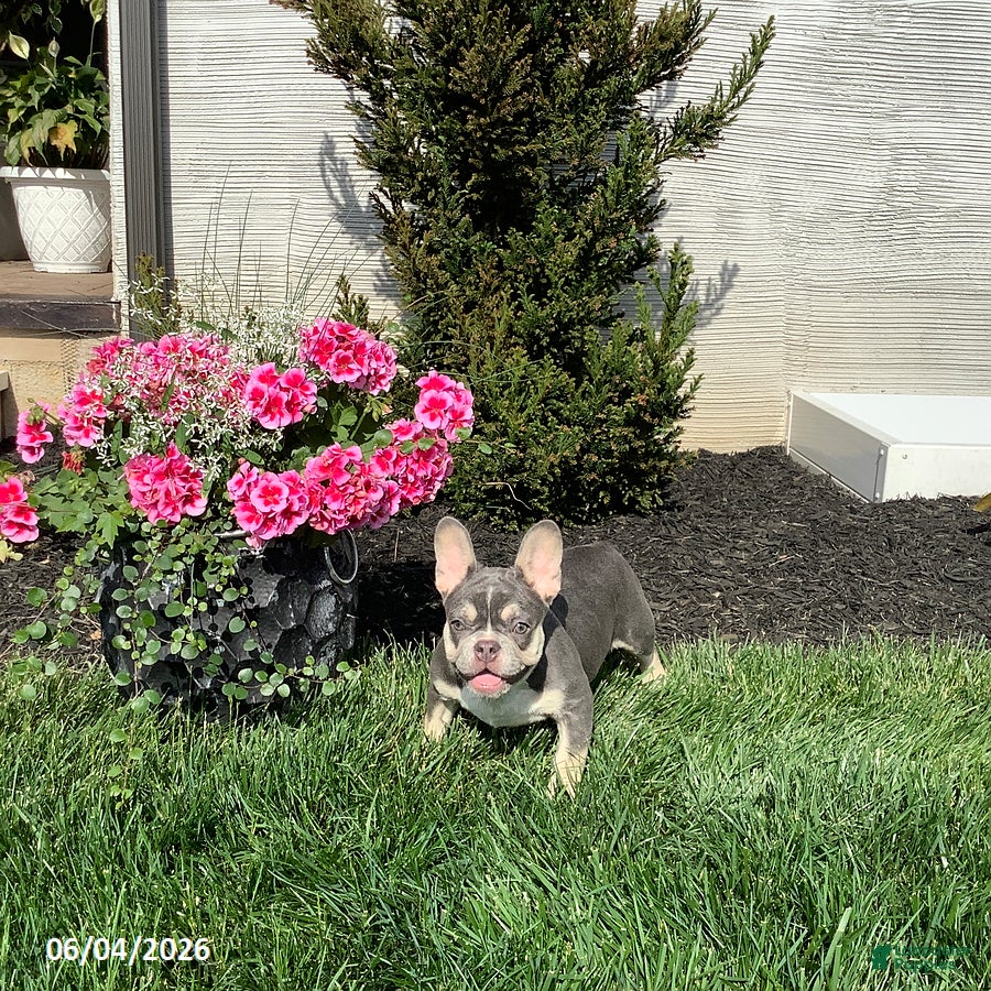 French Bulldog dogs for sale: Clover - Ad 4