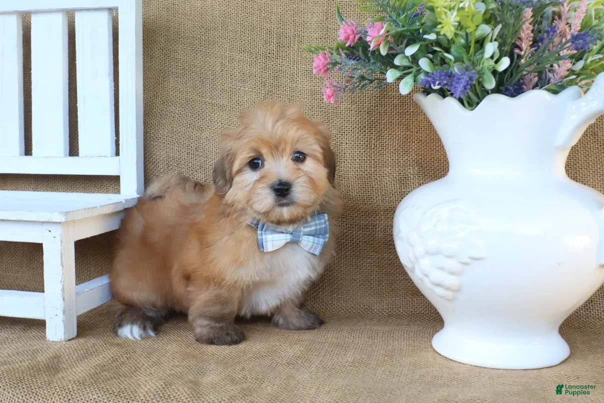Havanese dogs Hudson - Ad 2