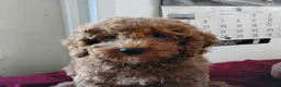 Cavapoo dogs for sale: Kola Bear - Ad 9