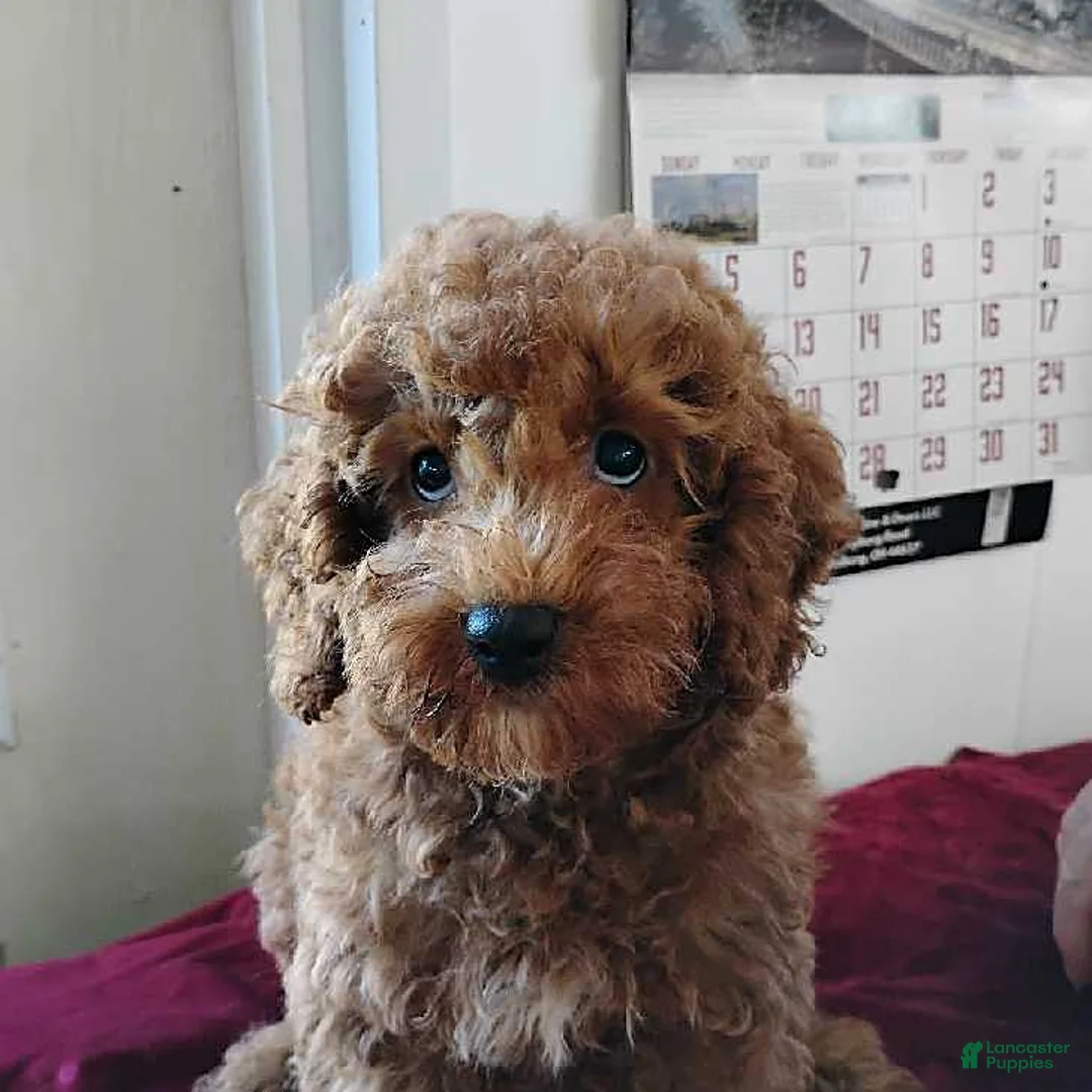Cavapoo dogs for sale: Kola Bear - Ad 9