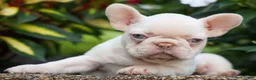 French Bulldog dogs for sale: Reba 💗 - Ad 9