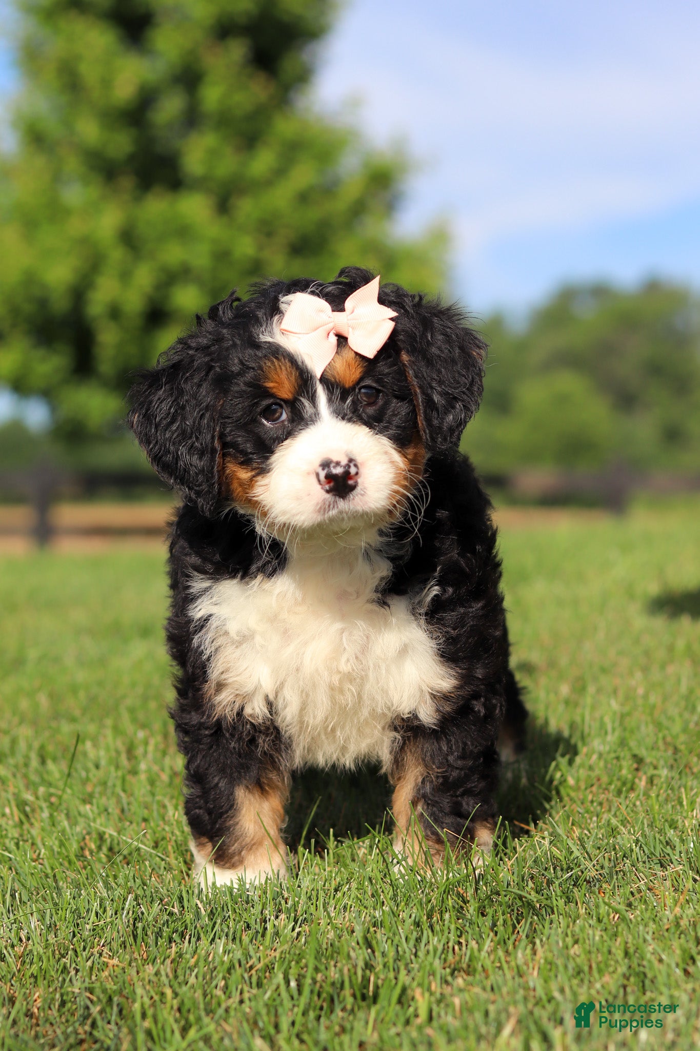 Mini Bernedoodle dogs Waffle - Ad 1