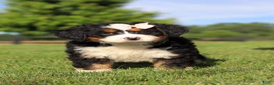 Waffle