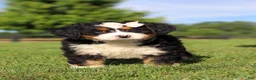 Mini Bernedoodle dogs for sale: Waffle - Ad 1