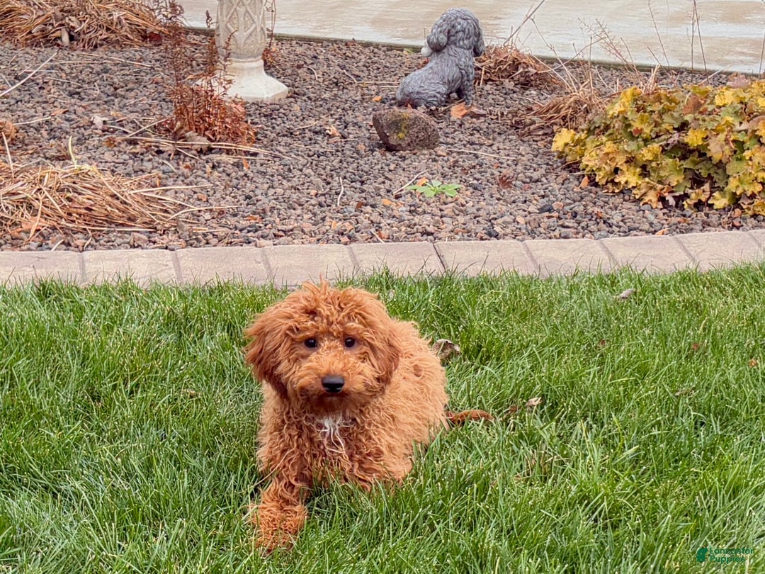 Cavapoo dogs for sale: Kaylee - Ad 4