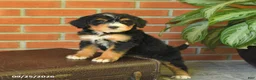 Bernedoodle dogs for sale: Baxter - Ad 3