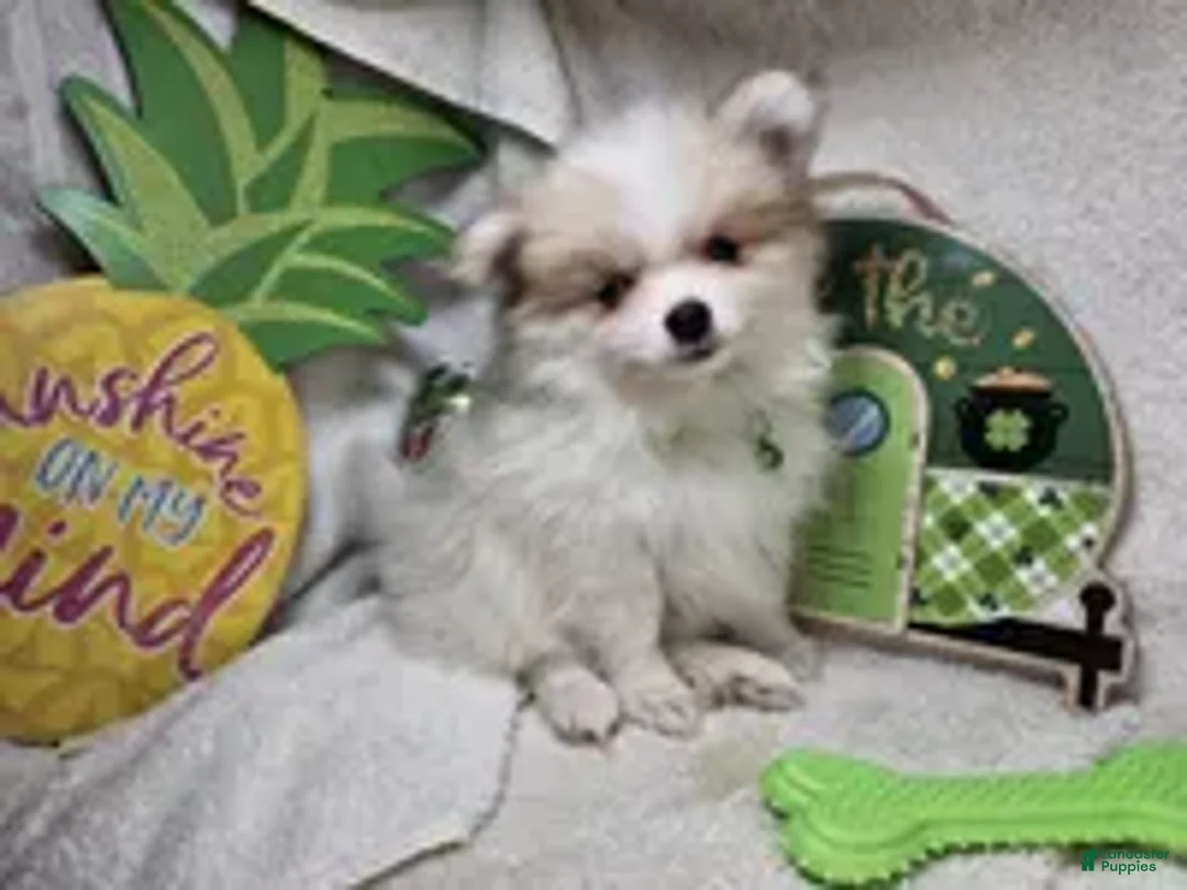 Pomeranian dogs for sale: Ingryd Bergy - Ad 2