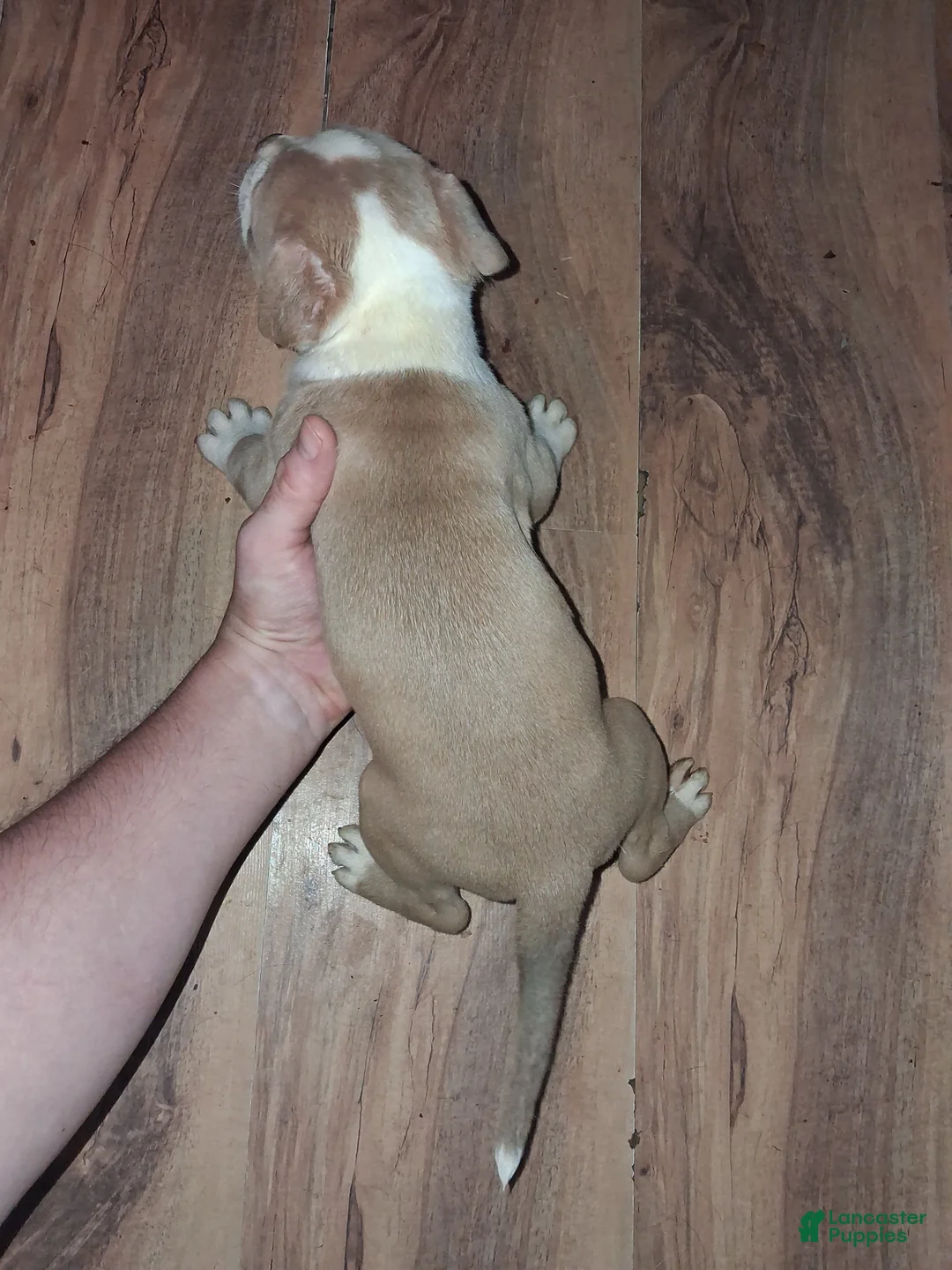 American Pit Bull Terrier dogs for sale: American Pit Bull Terrier 2 - Ad 2