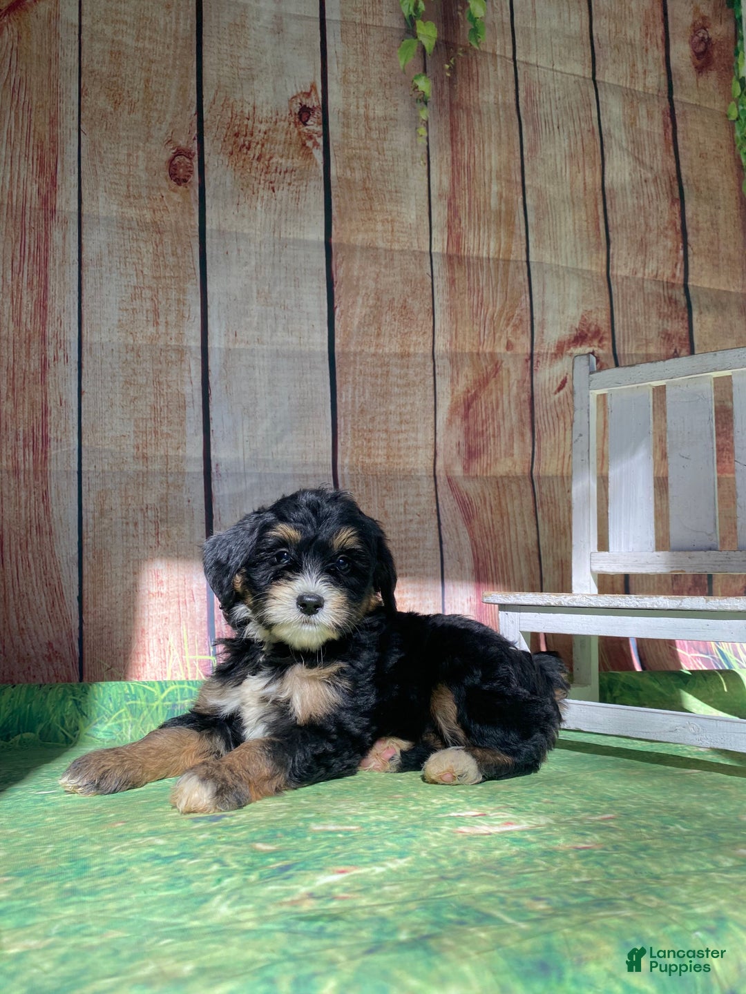 Mini Bernedoodle dogs for sale: Moon - Ad 3