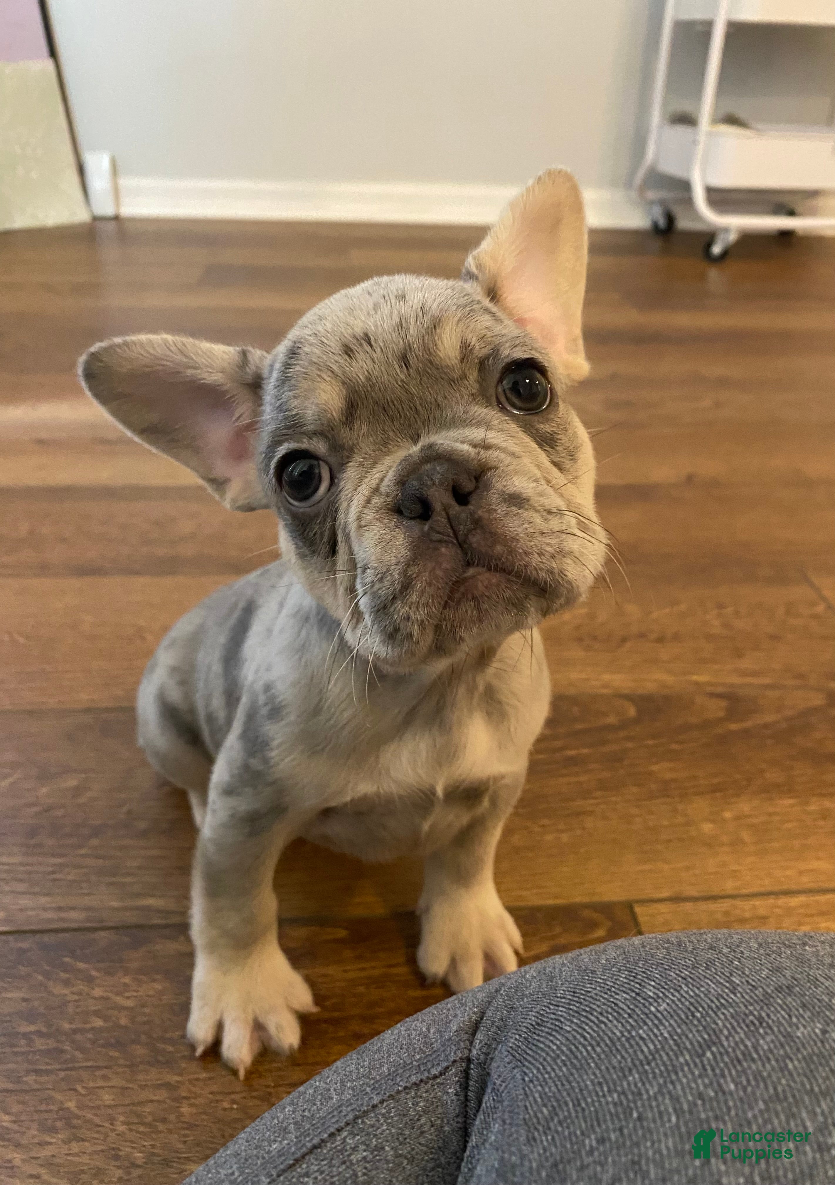 French Bulldog dogs French Bulldog 2 - Ad 12