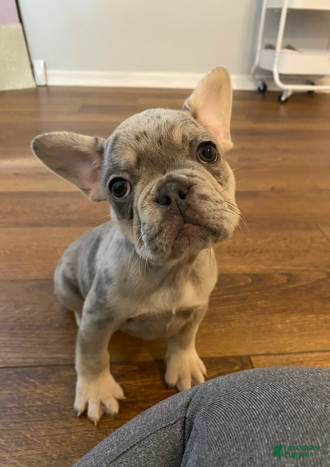 French Bulldog dogs for sale: French Bulldog 2 - Ad 1