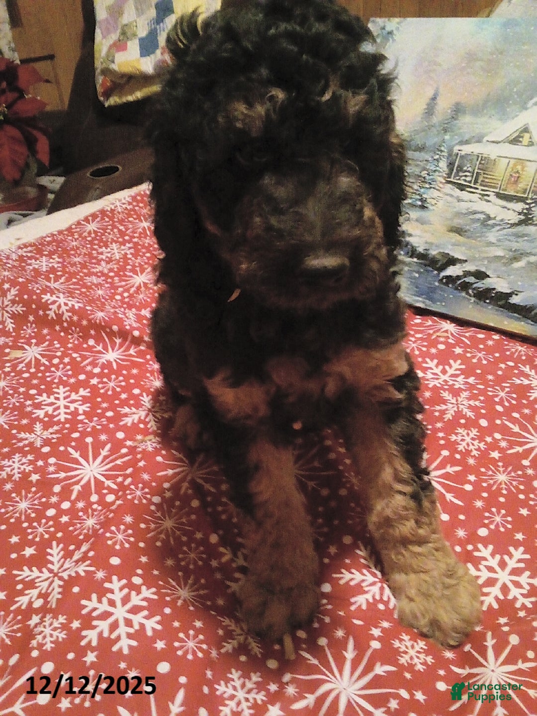 Goldendoodle dogs for sale: Bear - Ad 3