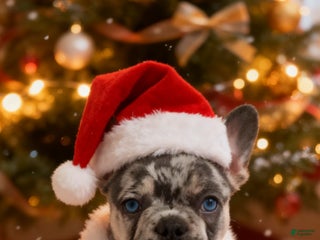 French Bulldog dogs Rambo - Ad 34