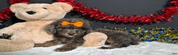 Miniature Poodle dogs for sale: Pluto - Ad 3