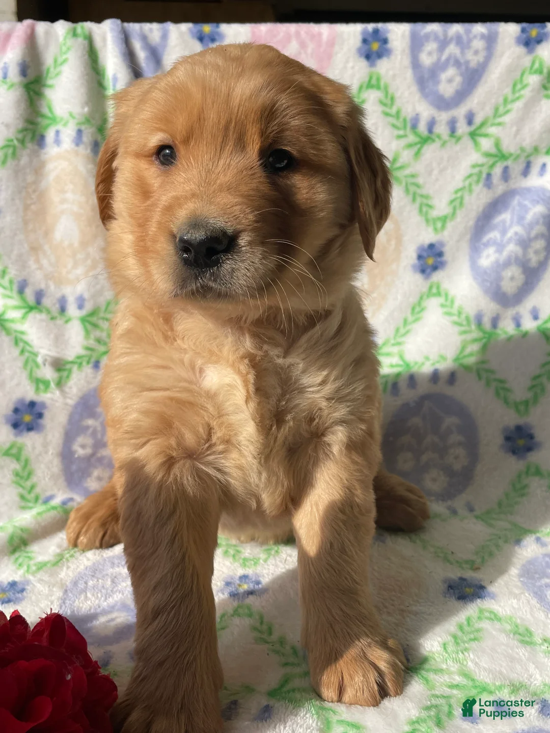 Golden Retriever dogs for sale: Copper - Ad 1