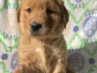 Golden Retriever dogs Copper - Ad 22