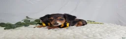 Miniature Dachshund dogs for sale: Kody - Ad 3