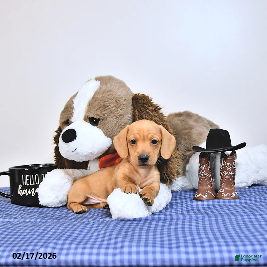 Miniature Dachshund dogs for sale: Oscar - Ad 4