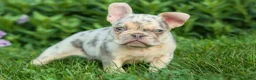 French Bulldog dogs for sale: Spencer 🐾 - Ad 17