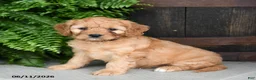 Cavapoo dogs for sale: Pepper - Ad 2