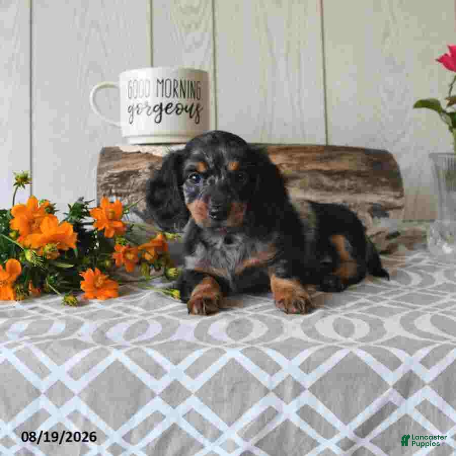 Miniature Dachshund dogs Tanya - Ad 2