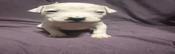 Mixed Breed dogs for sale: Mixed Put Black - Ad 2