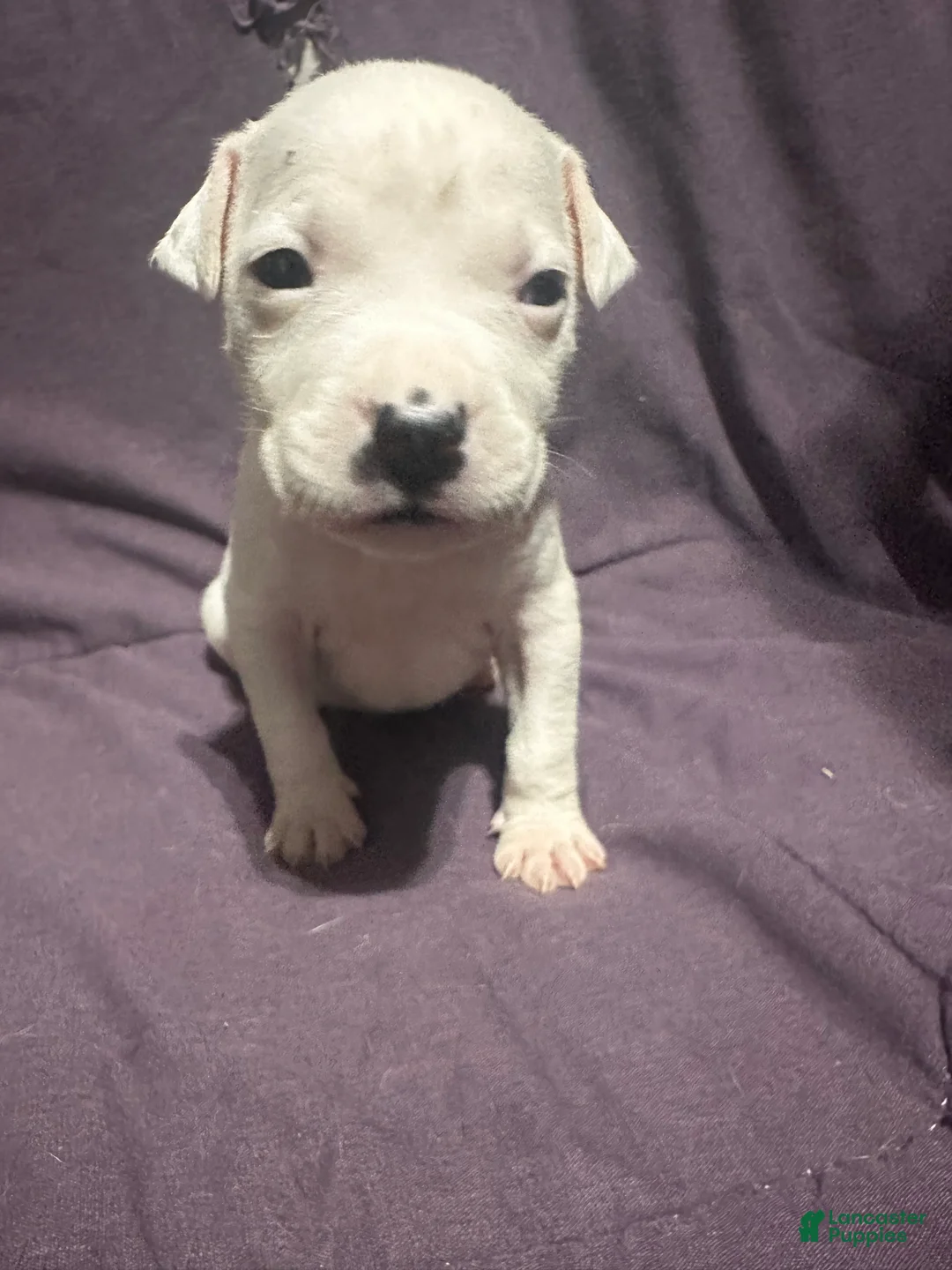 Mixed Breed dogs for sale: Mixed Put Black - Ad 2