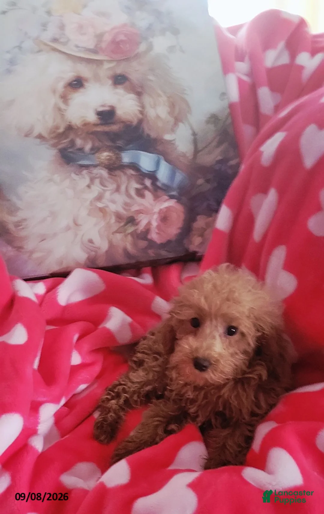 Miniature Poodle dogs for sale: Princess Sheri - Ad 1