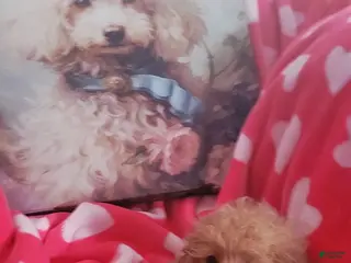 Miniature Poodle dogs Princess Sheri - Ad 1