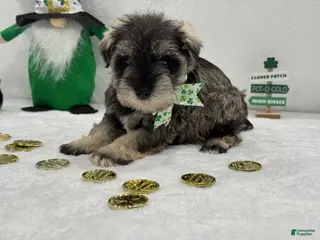 Miniature Schnauzer dogs Gypsy Male 4 - Ad 12