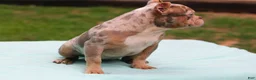 American Bully dogs for sale: Lilac Tri Merle Female - Ad 3