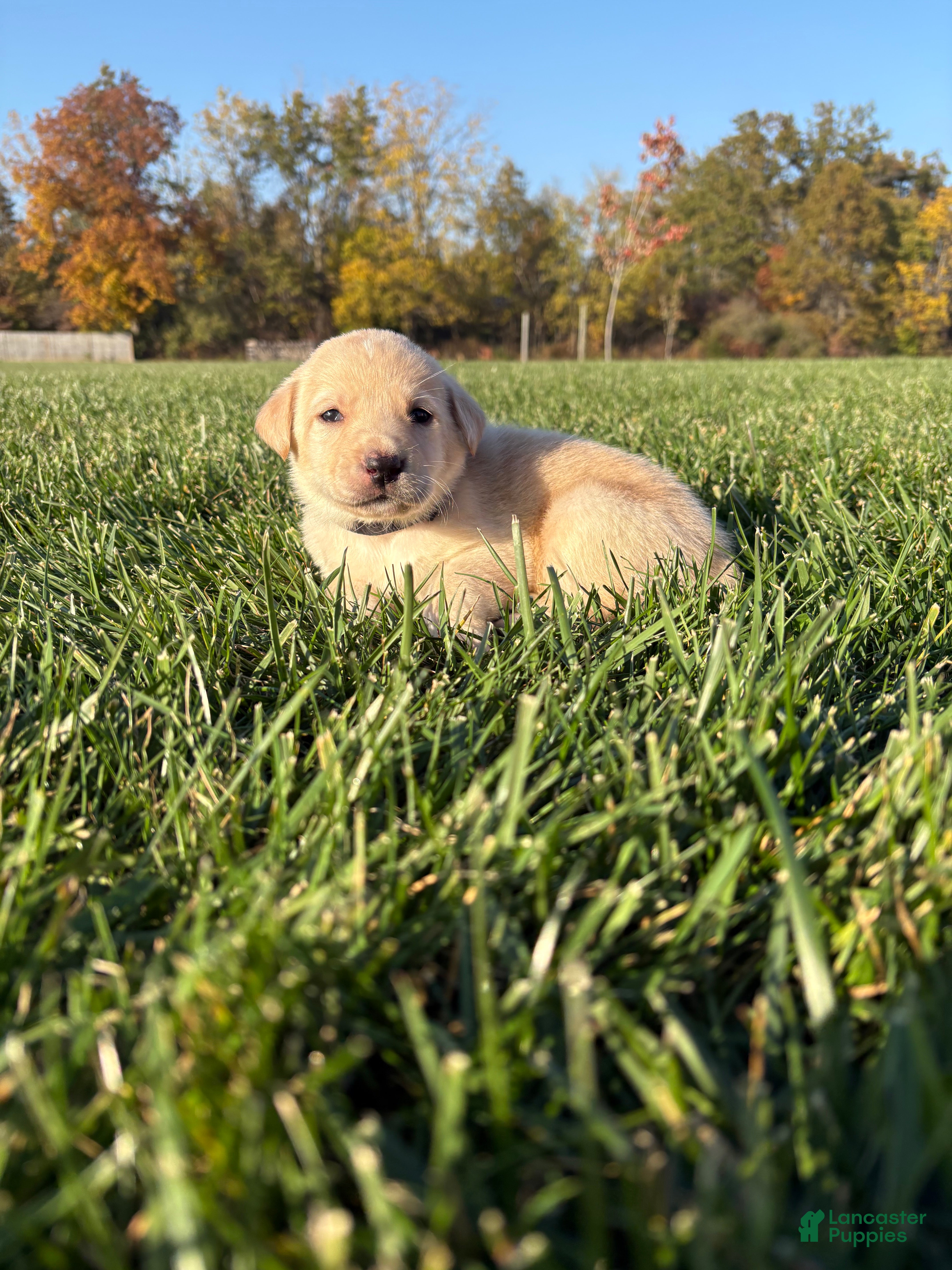 Labrador Retriever dogs for sale: Labrador Retriever 2 - Ad 4