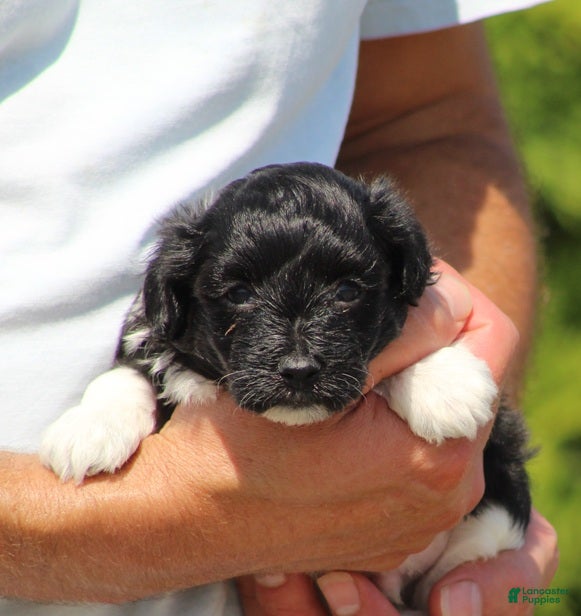 Havanese dogs Dakota - Ad 1