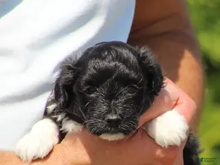 Havanese dogs Dakota - Ad 1