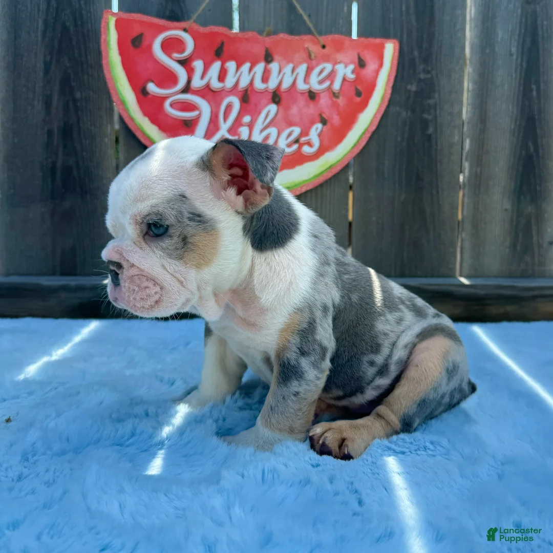 English Bulldog dogs for sale: Zully - Ad 2
