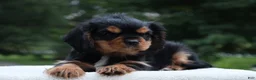 Cavalier King Charles Spaniel dogs for sale: Trixy - Ad 10