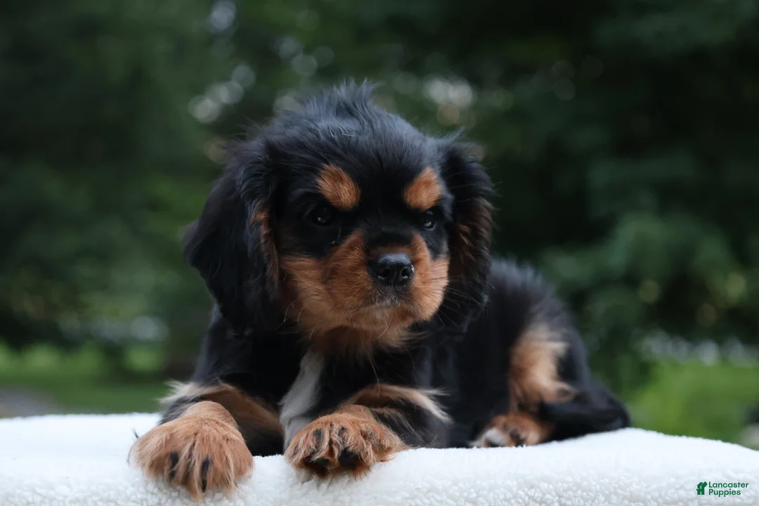 Cavalier King Charles Spaniel dogs for sale: Trixy - Ad 10