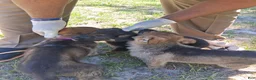 German Shepherd dogs for sale: German Shepherd Puppy 4 - Ad 2