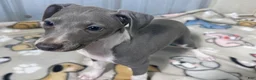 Italian Greyhound dogs for sale: Snapdragon - Ad 10